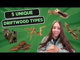 5 Unique Driftwood Types to Elevate Your Aquascape!