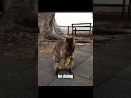 Australia Dangerous Animals Mistakes tourists keep making in Australia AVOID!