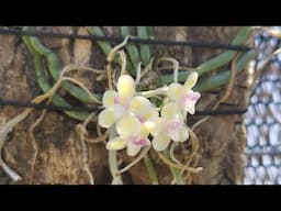 WALk/TALK IN MY GARDEN FROM April 10, 2025