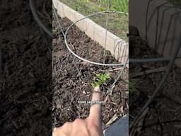 How does your garden grow? #gardening