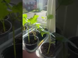 Growing our own: here come the runner beans!#growyourownfood