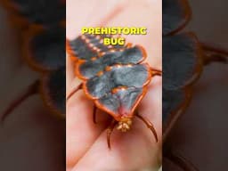 Prehistoric Bug Never Evolved!?