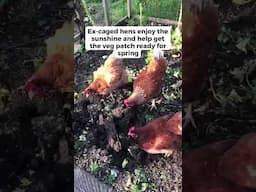 Sign the petition to ban cages for all farmed animals ➡️ ciwf.org.uk/SignThePetition
