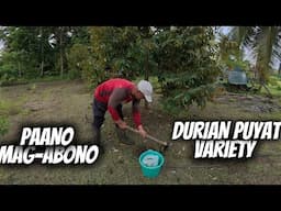DURIAN PUYAT FARMING. PAANO MAG-ABONO