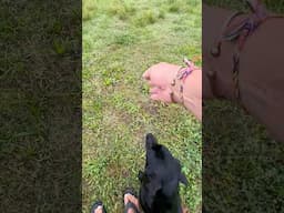 Momentum! #dogtraining #gundogtraining #retreiver #pitbosswaterfowl #duckdog ​⁠​⁠@barrowsoutdoor