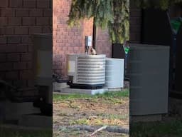 Flicker drumming on air conditioner