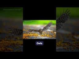 Animals You Didn’t Know Were Nocturnal