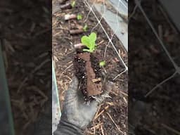 Transplanting peas that were planted in toilet paper rolls! #garden #gardening #vegetableplants