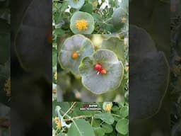 Native, but looks out of this world! 👽 #gardening