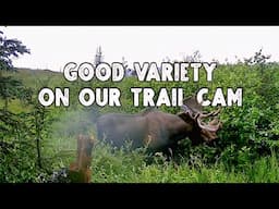 Alaska Trail Cam Footage - Remote Living