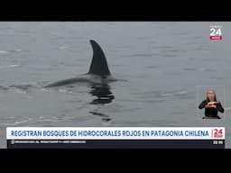 Registran bosques de hidrocorales rojos en Patagonia chilena