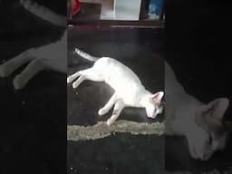 Ennada panrathu #shorts #short #fumnyvideos