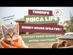 From Rescue to Renovation: What’s Really Happening at the Finca - Tenerife Horse Rescue