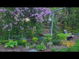 Random Mid-May Garden Tour, Minnesota Zone 5a