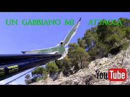 Pescasub | UN GABBIANO MI ATTACCA - A SEAGULL ATTACKS ME Spearfishing in italy