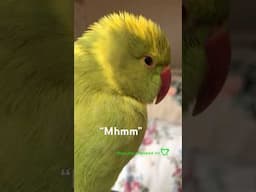 The big Yawn at the end 🥹#birds #talkingparrots #shorts