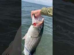 Topwater Striped Bass!