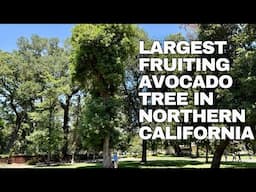 DISCOVER A MASSIVE 100 YEAR OLD SEEDLING  FUERTE AVOCADO TREE - THE LARGEST IN NORTHERN CALIFORNIA