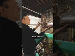 He’s NYC’s #1 fishmonger
