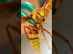 STUNG by EXECUTIONER WASP!