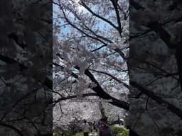 Kyoto Cherry Blossoms 🌸 #travel #japan #sakura