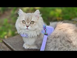 Taking My British Longhair Cat On Her First Adventure