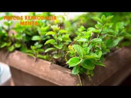 4 TRUCOS para REPRODUCIR MENTA  y tener BUENA COSECHA