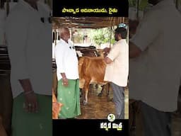 ఆవుల డెయిరీలో గెలిచిన సైనికుడు | Retired Army Soldier in Dairy Farming | Karshaka Mitra #Shorts
