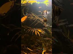 547 days old natural fish tank #aquascape #aquarium #fishtank