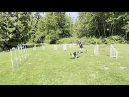 Week 169 UKI at Home 60x40 Agility 1, 16", Eli D31728, Margaret Hughes H14090