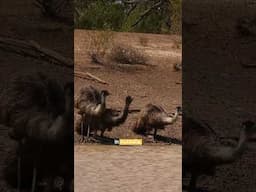 Why These Giant Birds Gave Up Flying #shorts #Mysteryofthegiantbirds