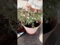 A chill little indoor gardening video—thanks in advance to everyone who stuck around till the end!