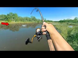 This Saltwater Creek is LOADED w/ Fish! (Bank Fishing)
