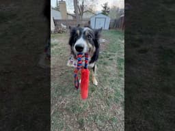 Play With Your Dog! 🐶 #shorts