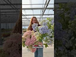 Do you know why some hydrangeas turn pink or blue? #hydrangea #garden