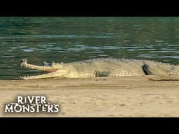 Jeremy Wade Stumbles Upon One of the RAREST CROCODILIANS on Earth | River Monsters