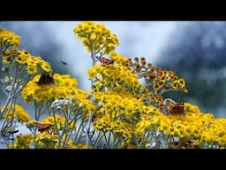 Beautiful Relaxing Soothing Music, Peaceful  Music, "Nature's Rest" by Tim Janis