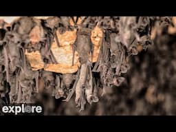 Inside the Bracken Bat Cave powered by EXPLORE.org