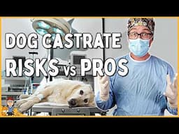 The Best Age to Castrate Your Dog in 2025 (veterinarian explains)