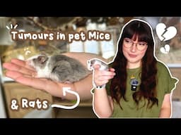 All about Tumours in pet Mice & Rats