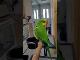 Meet The World's Most Entertaining Parrot #talkingparrot #birb #cute