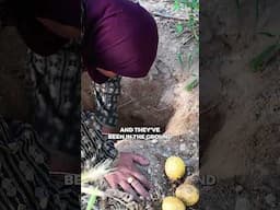 Buried lemons, Bedouin style—preserved in the ground 🍋 #permaculture #greeningthedesert #bedouin
