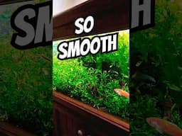 SMOOTH Operators #exoticaquariumfish #tropicalfishtank #aquarium #fishaquarium #aquaticpets