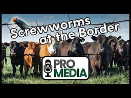 Screwworms at the Border - Import Ban on the Table