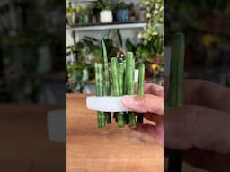 How to Propagate a Snake Plant -Sansevieria