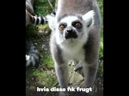 Frugt + kattalemur = Katta-strofe 💥