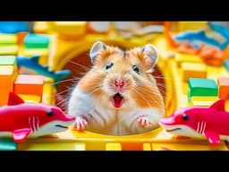Hamster Escapes from the Giant Toy Maze | Hamster Maze
