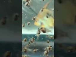 ANGELFISH BABIES #angelfish #youtubeshorts #shorts