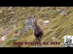 Red Stag Hunting in New Zealand