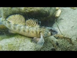 DIVING WITH DARTERS